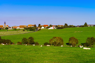 Fototapeta premium French cows on green field pasturage