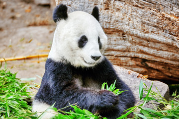 Naklejka premium Cute bear panda actively chew a green bamboo sprout.