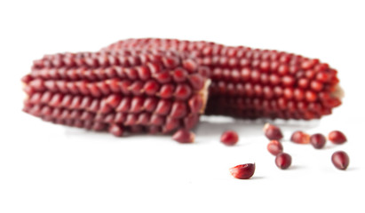 Isolated Corn Seeds and Corncobs