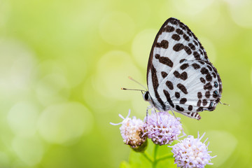 Common Pierrot butterfly