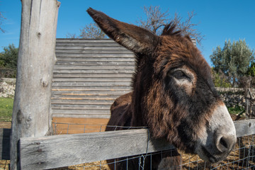 Donkey on a farm
