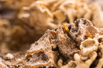 Termites swarm