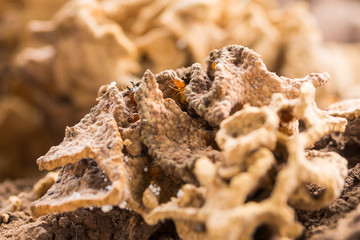 Termites swarm