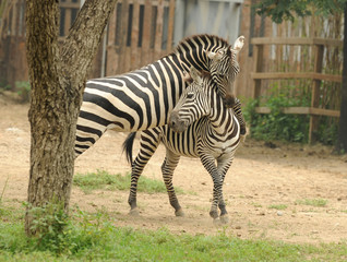 Couple of zebras playing on the ground
