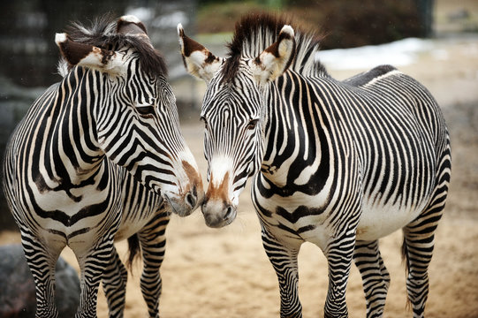 Fototapeta Couple of zebras playing on the ground  