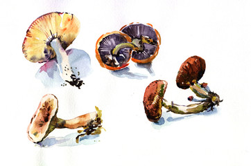 mushroom watercolor