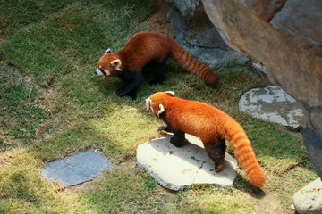 Red panda walking 