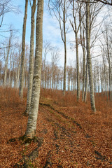 Beech trees in autumn day