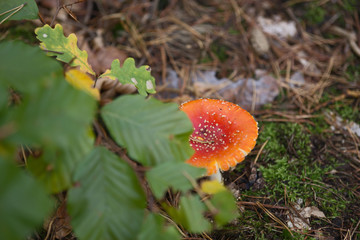 Einzelner Fliegenpilz im Wald