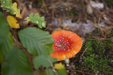 Einzelner Fliegenpilz im Wald