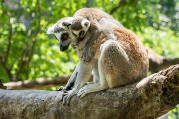 Female Ring-tailed lemur (Lemur catta) and her baby