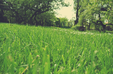 Green grass filed on a sunny spring day; low angle tilted view. Can be used as spring background. Image filtered in faded, retro, Instagram style; nostalgic, vintage spring concept.