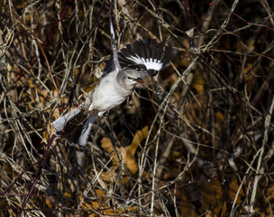 Northern Mockingbird with berry