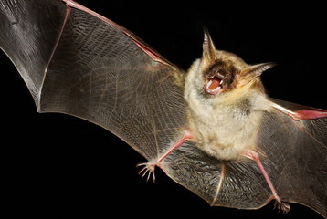 Greater mouse-eared bat isolated in black - obrazy, fototapety, plakaty