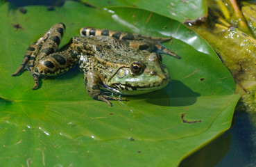 green frog on a big leaf