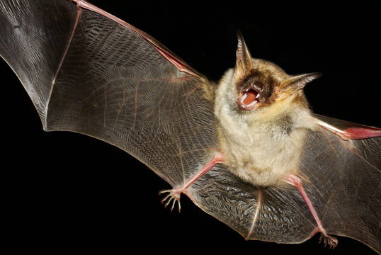 Greater mouse-eared bat isolated in black