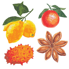 set of fruits on a white background