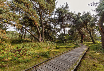 Naturschutzgebiet Schwanheimer Düne in Frankfurt am Main
