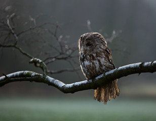 Portrait of a Tawny Owl (strix aluco)