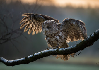 Portrait of a Tawny Owl (strix aluco)