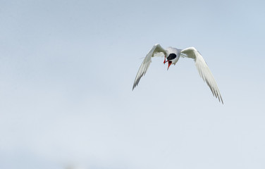 Common Tern in flight