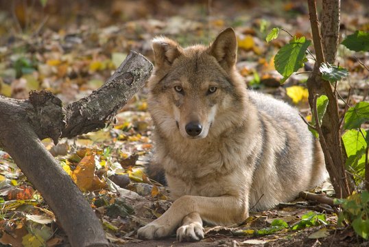 grey wolf close up portrait