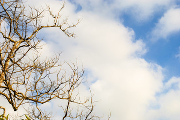 Fototapeta na wymiar Shed leaves tree against cloudy sky