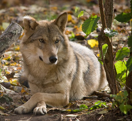 Fototapeta premium grey wolf close up portrait