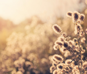 Summer bright natural background in vintage style