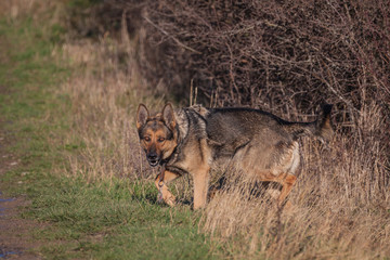 Deutscher Schäferhund