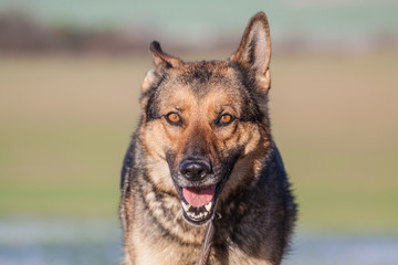 Deutscher Schäferhund