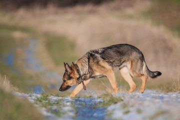 Deutscher Schäferhund