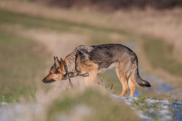 Deutscher Schäferhund