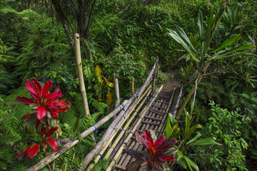 Path acrosss tungle © mikefuchslocher