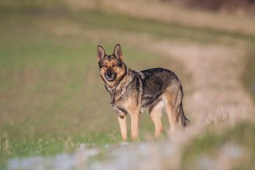 Deutscher Schäferhund