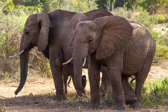 Elephants Tsavo East National Park in Kenya