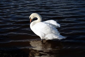 Naklejka premium cigno