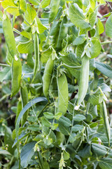 Fototapeta na wymiar Green peas in a garden