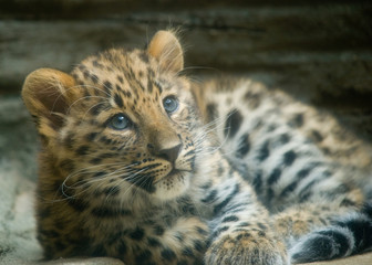 amur leopard cub
