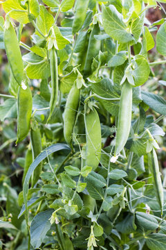 Green peas in a garden