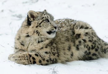 Rolgordijnen snow leopard © havranka