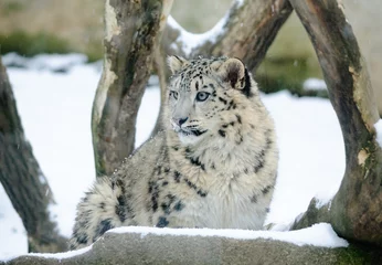 Möbelaufkleber snow leopard © havranka