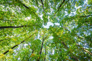 Look up in the autumn forest