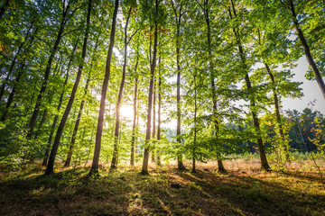 Ray of sunshine in the autumn forest at sunrise