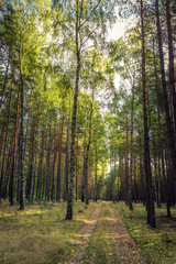 Path in the autumn forest