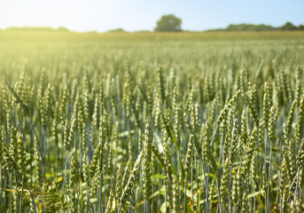 Field of green rye cereal