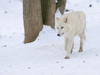Obraz premium wilk polarny w zimowym lesie
