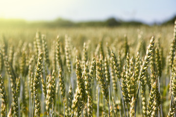 Field of wheat