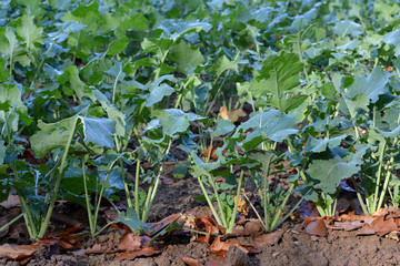 plantes de colza d'hiver 