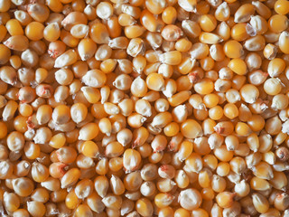 Pop corn maize